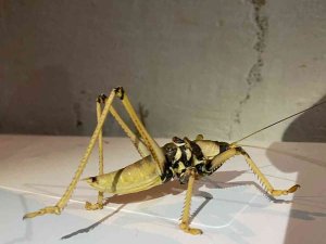 Elazığ’da Dev Çekirge Görüntülendi