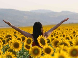 Sarıya Boyanan Ayçiçeği Tarlaları Hasat İçin Gün Sayıyor