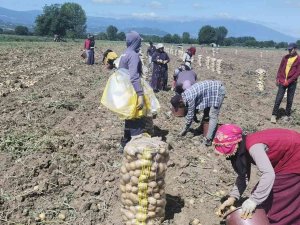 Bursa’da Patates Hasadı Başladı... Tarlada Kilogramı 7.5 Lira