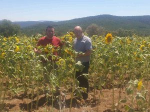 Bursa’da Tarım Alanlarında Tırtıl İstilası