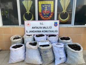 Keçiboynuzu Hırsızları Suçüstü Yakalandı