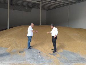 Tmo Boyabat’ta Arpa Ve Buğday Alıyor