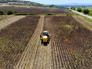 Yağlık Ayçiçeği Hasadı Başladı