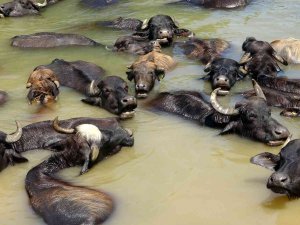 Sıcaktan Bunalan Mandalar Nehirde Serinliyor