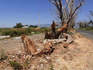 Kuruyan Kavak Ağaçları Endişelendirdi