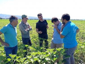 Simav’da Ayçiçeğinde “Çayır Tırtılı” Görüldü