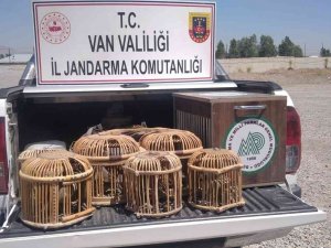 Tedavileri Ve Rehabilitasyonları Tamamlanan Kuşlar Doğaya Bırakıldı