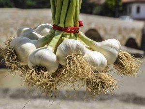 Taşköprü Sarımsağı 39 Tl’lik Kilogram Fiyatı İle Alıcı Buldu