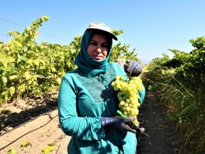 Manisa’da Üzüm Hasadı Başlıyor