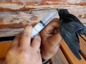 Iğdır’da Sıcak Havadan Etkilenen Ebabil Kuşu Tedavi Altına Alındı