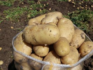 Patates 7 Tl’yi Bulan Satış Fiyatıyla Üreticisinin Yüzünü Güldürdü