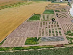 Sivas’ta Tahıl, Baklagiller Ve Yem Bitkilerinde Yapılan Yerli Ve Milli Islah Çalışmaları Dışa Bağımlılığı Bitirecek