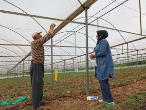 Antalya’da Üreticilere Beyazsinekle Mücadele İçin Renkli Yapışkan Verildi