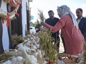 Taşköprü Sarımsağına Kooperatif Desteği