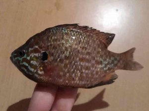 Tekirdağ’da İstilacı Balık Yakalandı