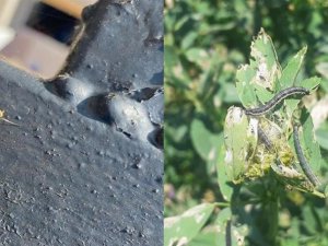 Çayır Tırtılı Tarıma Büyük Zarar Veriyor