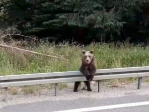 Boz Ayı Adeta Poz Verdi