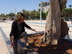 Mersin’de Yarım Asırlık Ağacın Kurutulmasına Tepki
