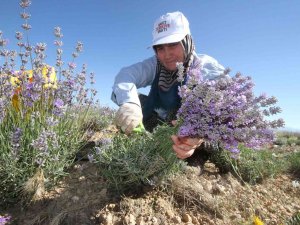 Taşlık Ve Kıraç Alanı Değerlendirip Lavanta Bahçesine Dönüştürdü