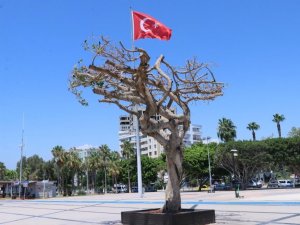 Mersin Büyükşehir Belediyesi’nden ’Ağaç’ Açıklaması