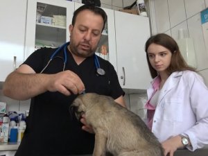 Uzmanlardan Kenelerin Evcil Hayvanlarla Yayılmasına Karşı Uyarı