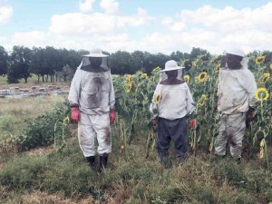 Trakya’daki Muğlalı Arıcılardan ‘Çayır Tırtılı’ İlaçlama Uyarısı