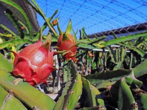 ‘Arıtma Suyu İle Tropik Sera’ Projesi Büyükşehir’e Ödül Getirdi