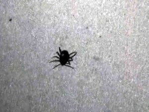 Yozgat’ta 2 Bin 83 Kişi Keneden Dolayı Sağlık Kuruluşlarına Başvurdu