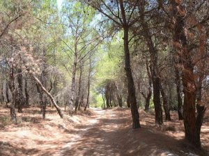 Aliağa’da 31 Ekim’e Kadar Ormanlık Alanlara Giriş Yasaklandı