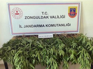 Jandarma 50 Kök Hint Keneviri Ele Geçirdi