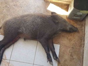 Yaralı Domuz Milas’ta Tedavi Altına Alındı