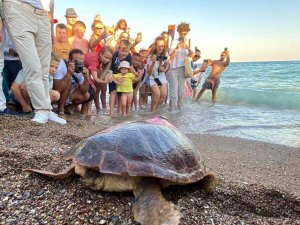Tedavisi Tamamlanan 30 Yaşındaki Kaplumbağa, Uydu Cihazı Takılıp Denize Bırakıldı