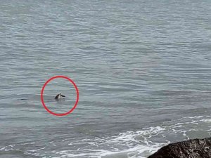 Ordu’da Nesli Tükenmekte Olan Su Samuru Görüldü