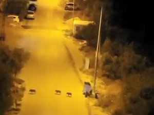 Bursa’da Aç Kalan Domuz Sürüsü Şehir Merkezine İndi