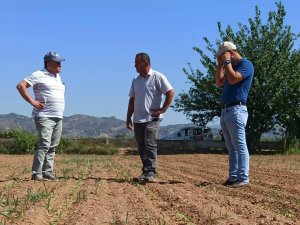 Efeler’de Ayçiçeği Tarlaları Taranıyor