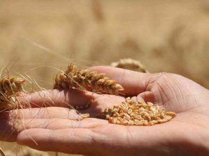 Çiftçilere Buğday İçin Kg Başına 1 Tl, Arpa İçin 0,50 Tl Prim Desteği Ödenecek