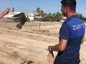 Direğe Bağlanmış Doğanı Kurtarıp Doğaya Bıraktılar