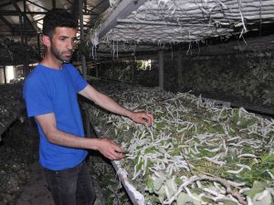 Sason’da İpek Böceğinden Bir Ayda 1 Milyon Tl’lik Kazanç Sağlandı