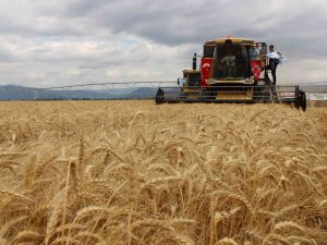 Geçen Yılın En Kurak Kenti Amasya’da Yağışlar Berekete Dönüştü