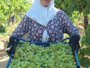 Hasadı Başlayan Üzümde İhracat Tırları Yarın Yola Çıkacak