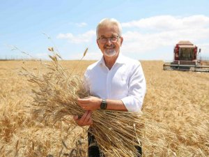 Nilüfer’in Ekolojik Buğdayının Hasadı Başladı