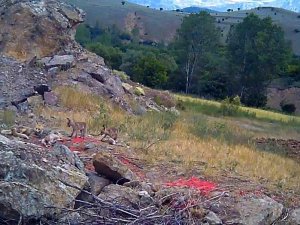 Sıcaktan Bunalan Tilki Ailesi Yuvalarının Önünde Görüntülendi