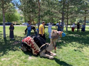 Bayburt’ta Develer Ve Midilli Atları İlgi Odağı Oldu