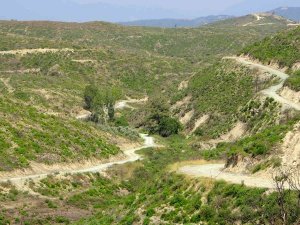 Geçen Yıl Yanan Ormanlık Alan Küllerinden Yeniden Doğdu