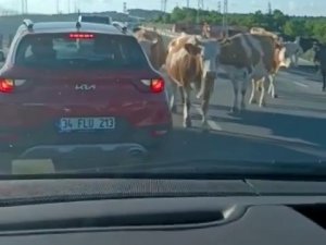 Havalimanı Yolunda Hayvan Sürüsü Trafiği Kapattı