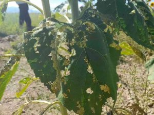 Bursa’da Ayçiçeği Tarlalarında Çayır Tırtılı İstilası