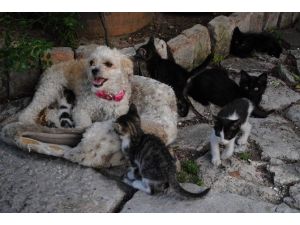 Yavrusu Olmayan Köpek, Kedilere Annelik Yapıyor