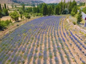Develi’de Lavanta Bahçesinde Hasat Zamanı Yaklaştı