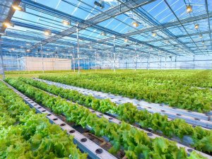 Assan Panel Azerbaycan Tesisinde Yeni Ürün Üretimine Başladı