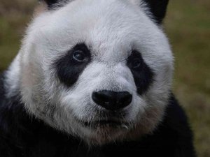 Dünyanın En Yaşlı Erkek Pandası 35 Yaşında Öldü